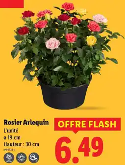 Lidl Rosier Arlequin offre