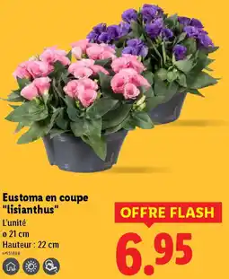 Lidl Eustoma en coupe Lisianthus offre