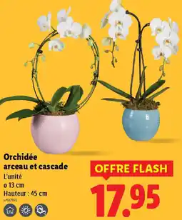 Lidl Orchidée arceau et cascade offre