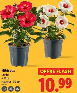 Lidl Hibiscus offre
