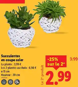 Lidl Succulentes en coupe osier offre