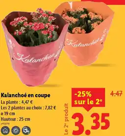 Lidl Kalanchoé en coupe offre