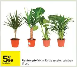 Carrefour Plante verte 14 cm offre