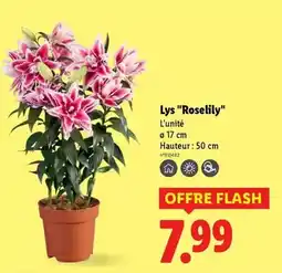 La Foir'Fouille Bolsie solaire offre