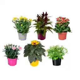 Carrefour Plante fleurie offre