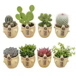 Carrefour Coupe de cactus offre