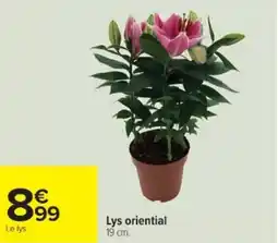 Cora x Carrefour Lys oriential offre