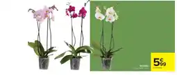 Cora x Carrefour Orchidée offre