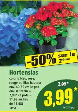 Norma Hortensias offre