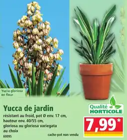 Norma Yucca de jardin offre