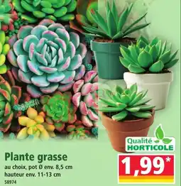 Norma Plante grasse offre