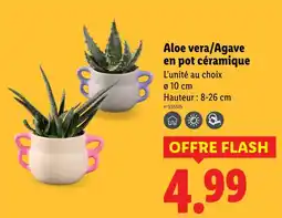 Lidl Aloe vera en pot céramique offre