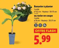 Lidl Bananier à planter offre