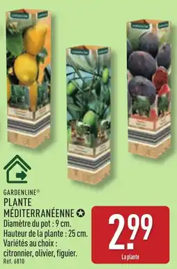 ALDI Plante mediterraneenne offre