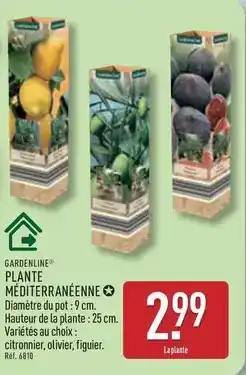 ALDI Plante mediterraneenne offre