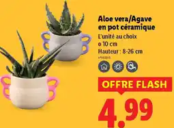 Lidl Aloe vera/Agave en pot céramique offre