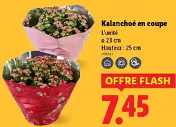 Lidl Kalanchoé en coupe offre