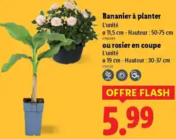 Lidl Bananier à planter ou rosier en coupe offre