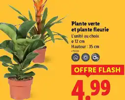 Lidl Plante verte et plante fleurie offre
