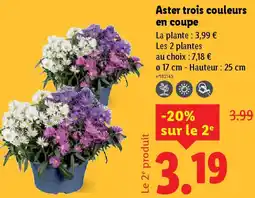Lidl Aster trois couleurs en coupe offre
