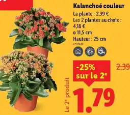 Lidl Kalanchoé couleur offre