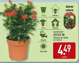 ALDI GARDENLINE ROSIER Coloris au choix offre