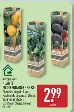 ALDI GARDENLINE PLANTE MÉDITERRANÉENNE offre