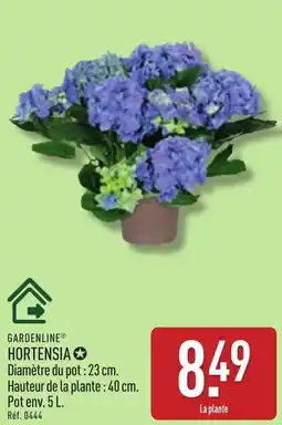 ALDI Gardenline hortensia offre