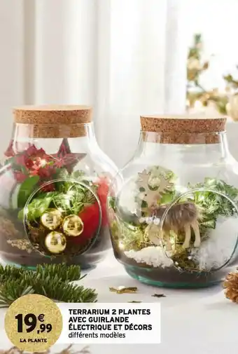 Intermarché Terrarium 2 plantes avec guirlande électrique et décors offre