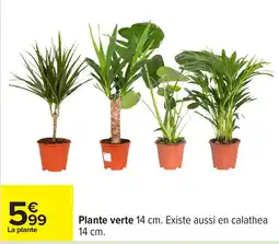 Carrefour Plante verte offre
