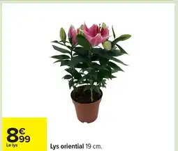 Carrefour Lys oriential offre