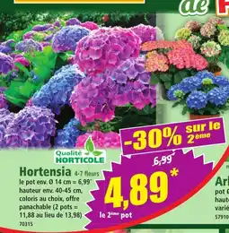Norma Hortensia offre
