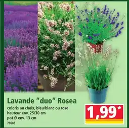 Norma Lavande duo Rosea offre