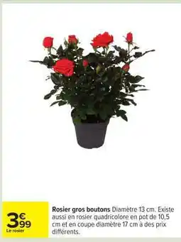 Carrefour Rosier gros boutons offre