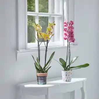 Carrefour Market Orchidée phalaenopsis offre