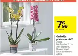 Carrefour Drive Orchidée phalaenopsis offre