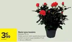 Cora x Carrefour Rosier gros boutons offre