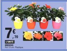 E.Leclerc Hibiscus offre