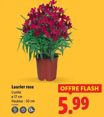 Lidl Laurier rose offre