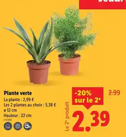 Lidl Plante verte offre