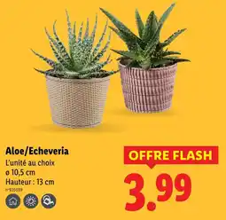 Lidl Aloe/Echeveria offre
