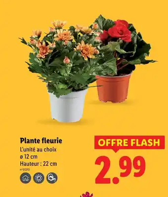Lidl Plante fleurie offre