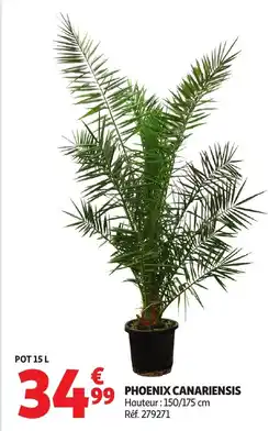 Auchan Phoenix canariensis offre