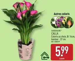ALDI GARDENLINE CALLA offre