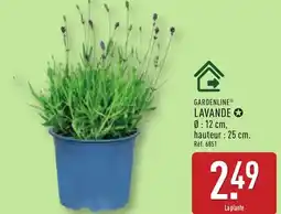 ALDI Gardenline lavande offre