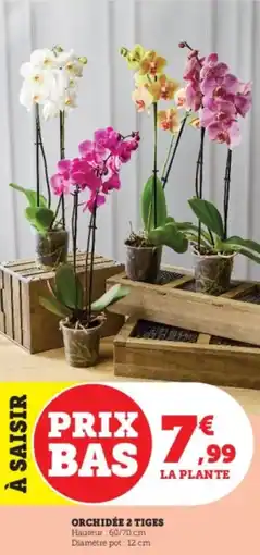 Hyper U Orchidée 2 tiges offre