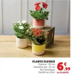 Hyper U Plante fleurie offre
