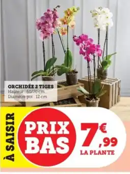 Super U Orchidée 2 tiges offre