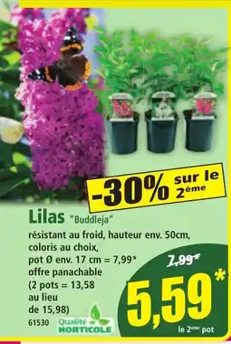 Norma Lilas Buddleja offre