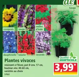 Norma Plantes vivaces offre